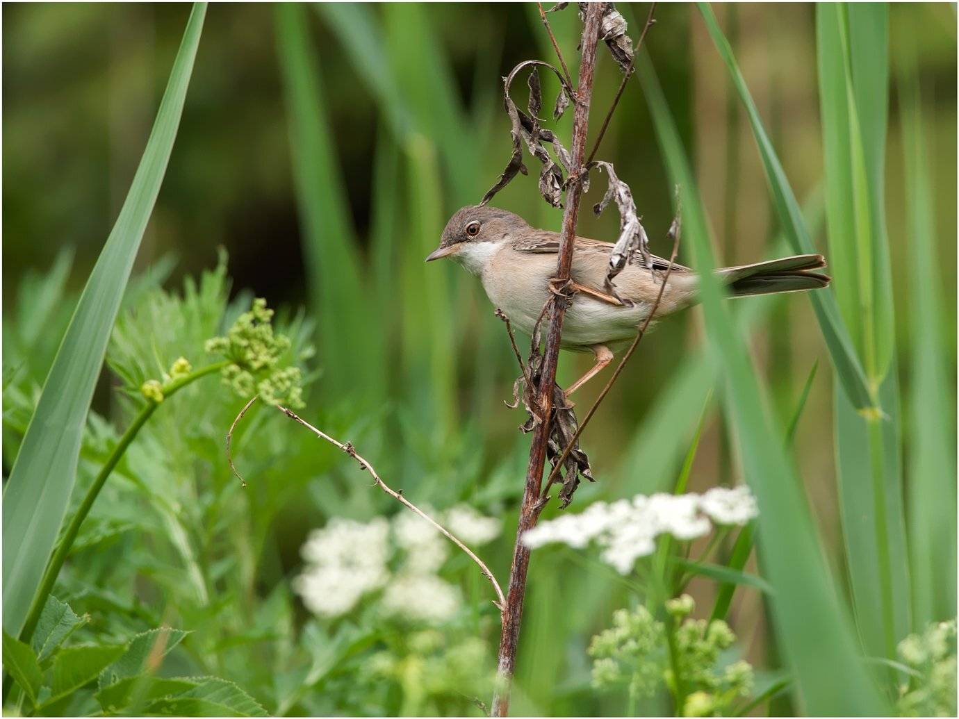 , Валерий Субачев