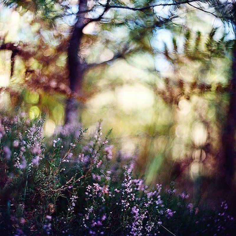 *** фото превью