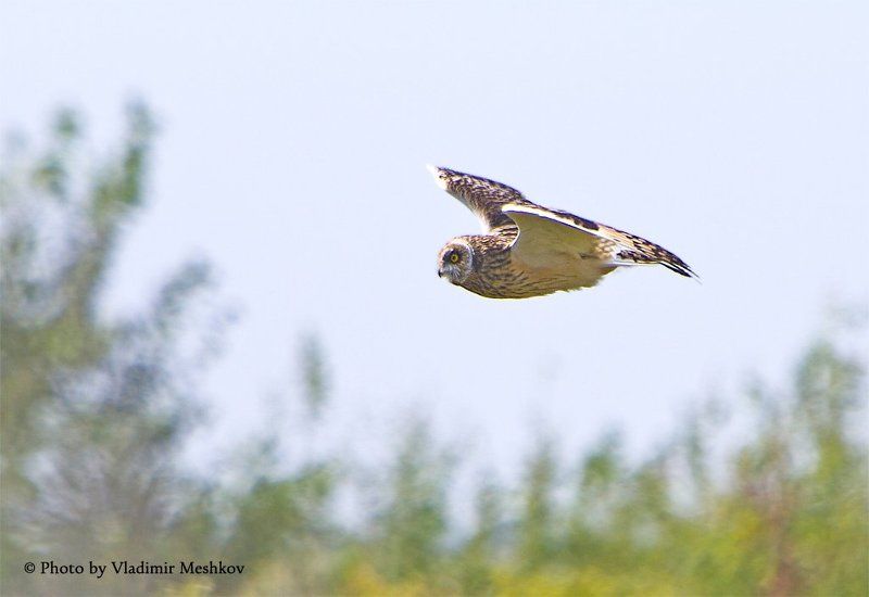 Marsh Owl. Daylight Killer. фото превью
