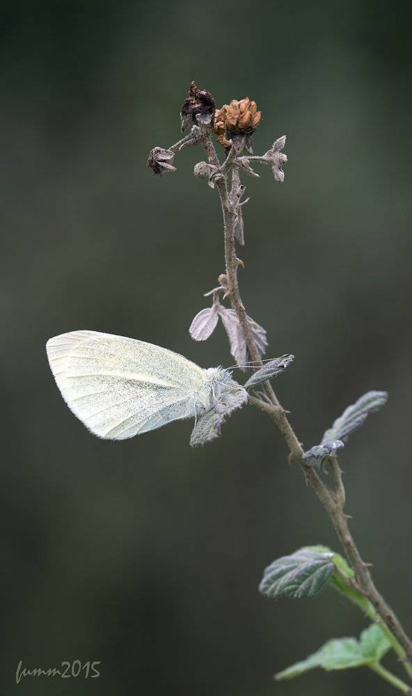 , Игорь ФУММ