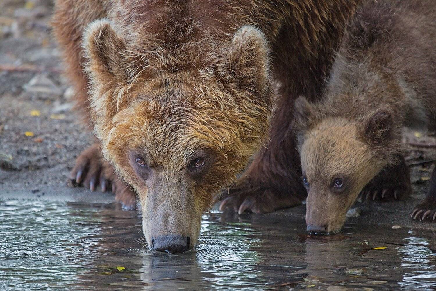 Камчатка, Малыш, Медведь, Озеро, Денис Будьков