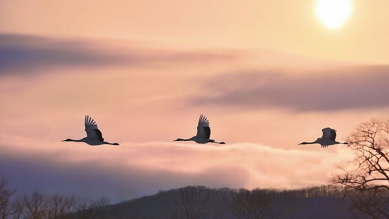 Glow in Crane фото превью