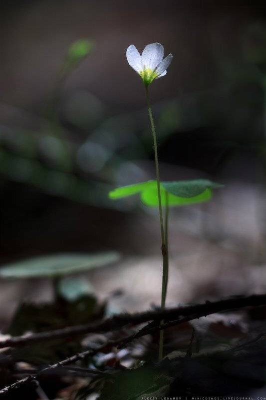 , Алексей Лобанов