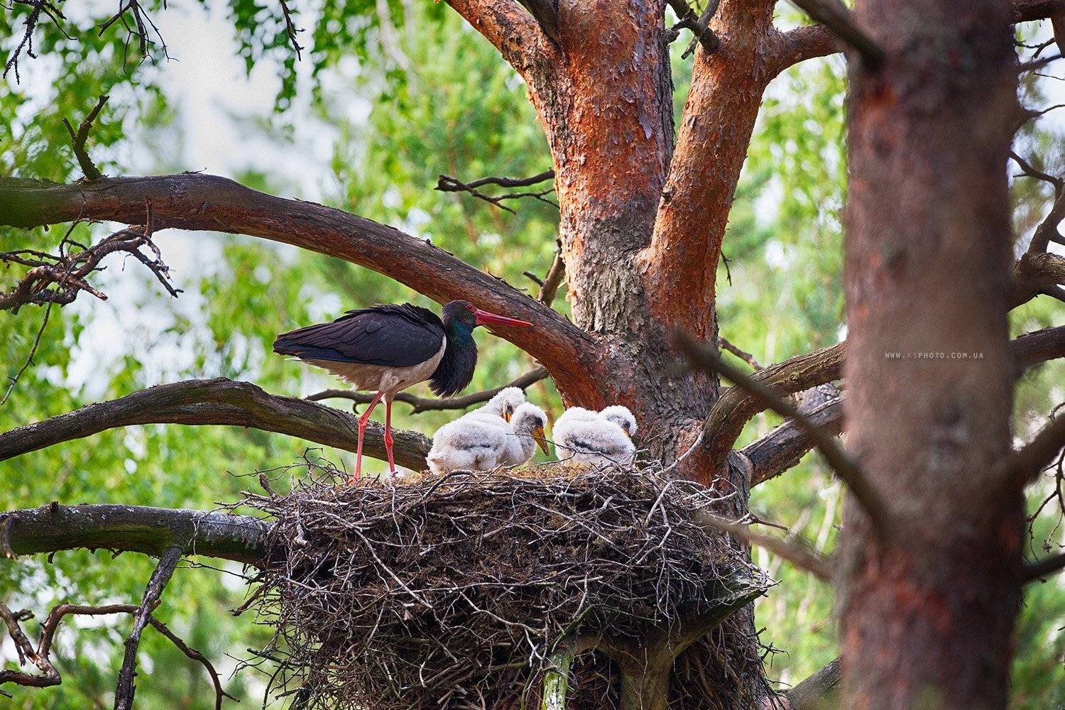 Полесье, Черный аист Украина, Kantsyrenko Sergey