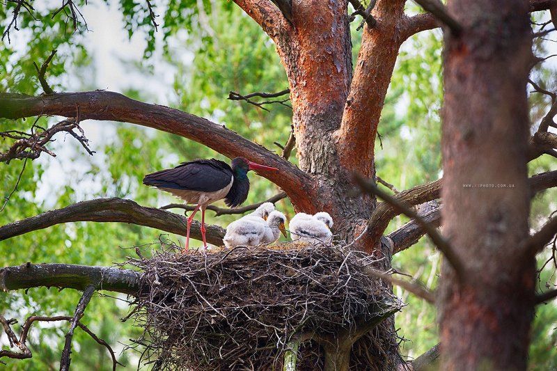 Полесье, Черный аист Украина Черный аист фото превью