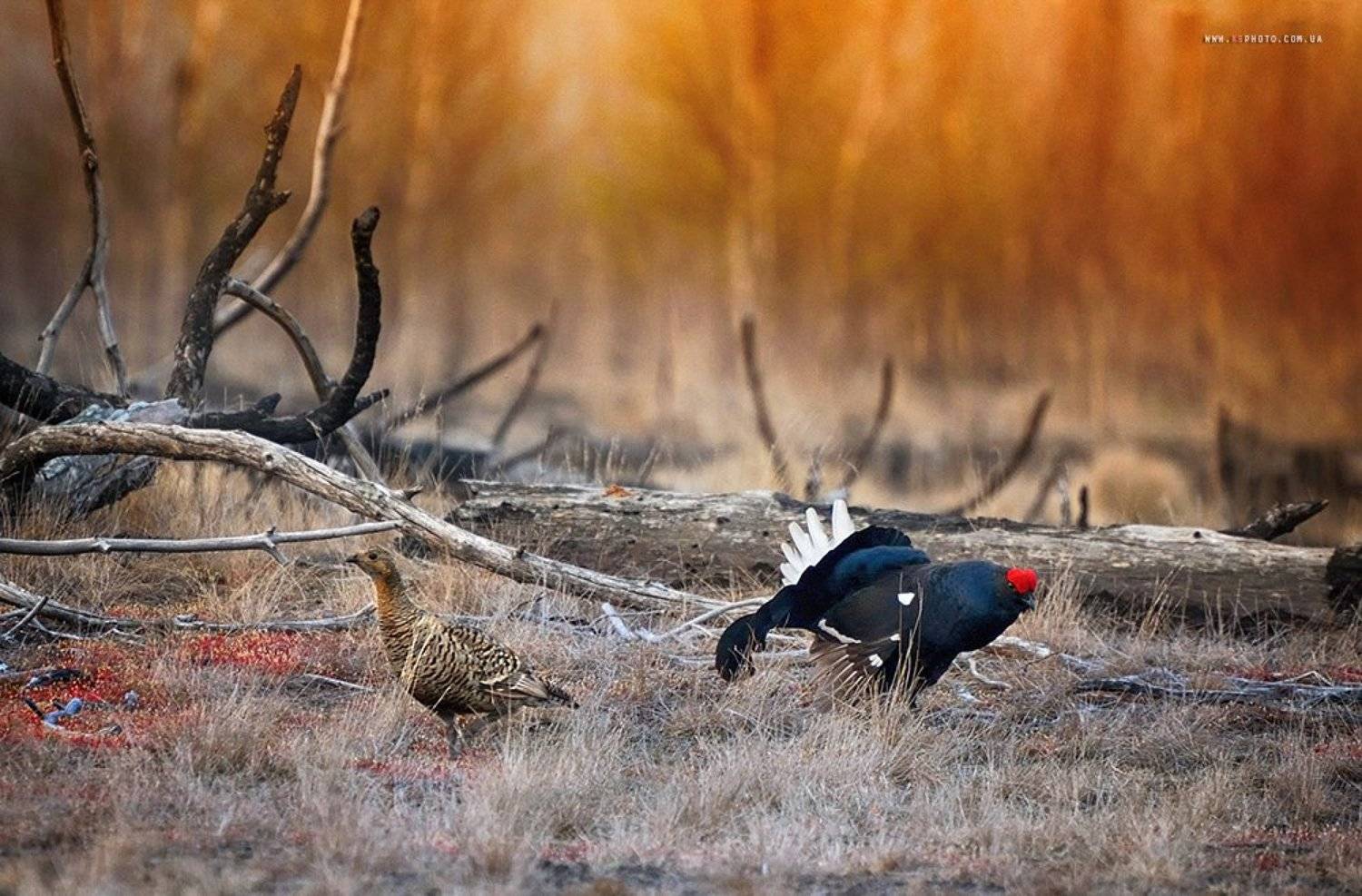 , Kantsyrenko Sergey