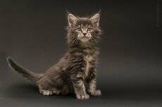 Котенок мейн-кун