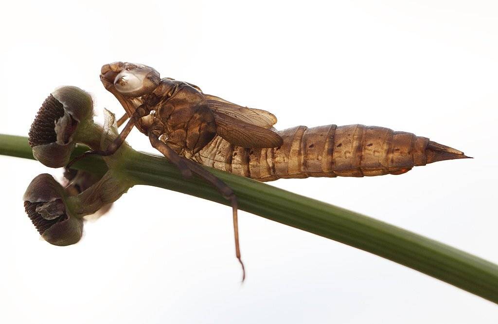 , Сергей Таланов