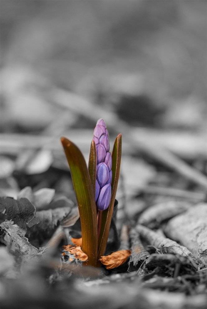 , Роман Рысь