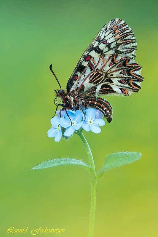 Butterfly, The Southern Festoon, Zerynthia polyxena, Бабочка, Зеринтия Поликсена, Незабудки, Поликсена, Цветок Весенняя тема фото превью