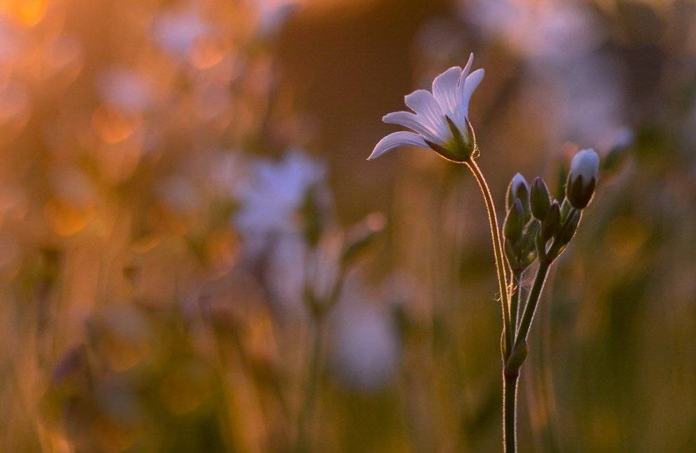 , Вячеслав Мищенко