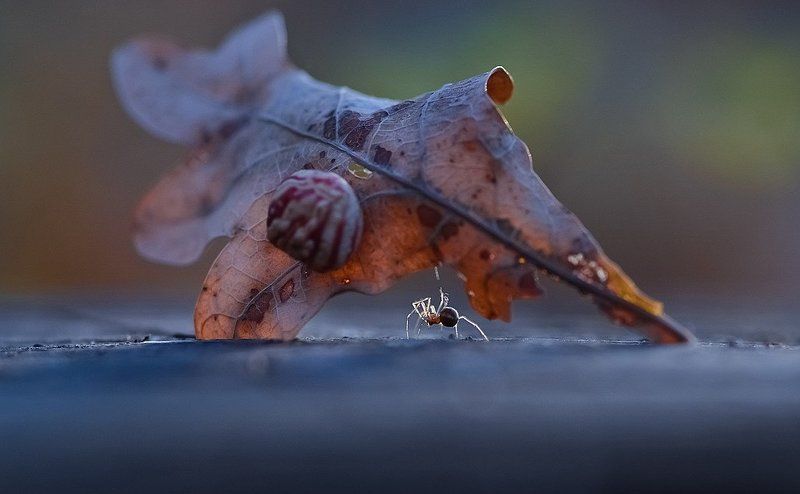 Силач Вакула... фото превью