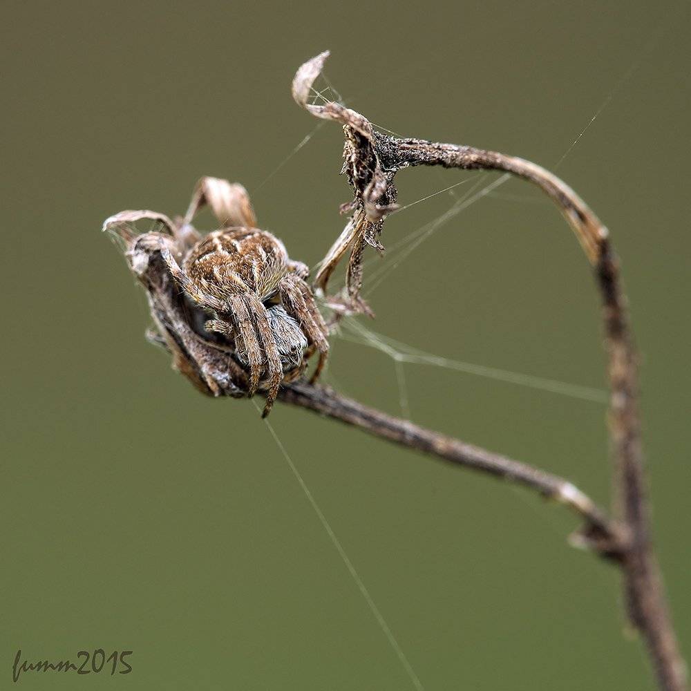 , Игорь ФУММ