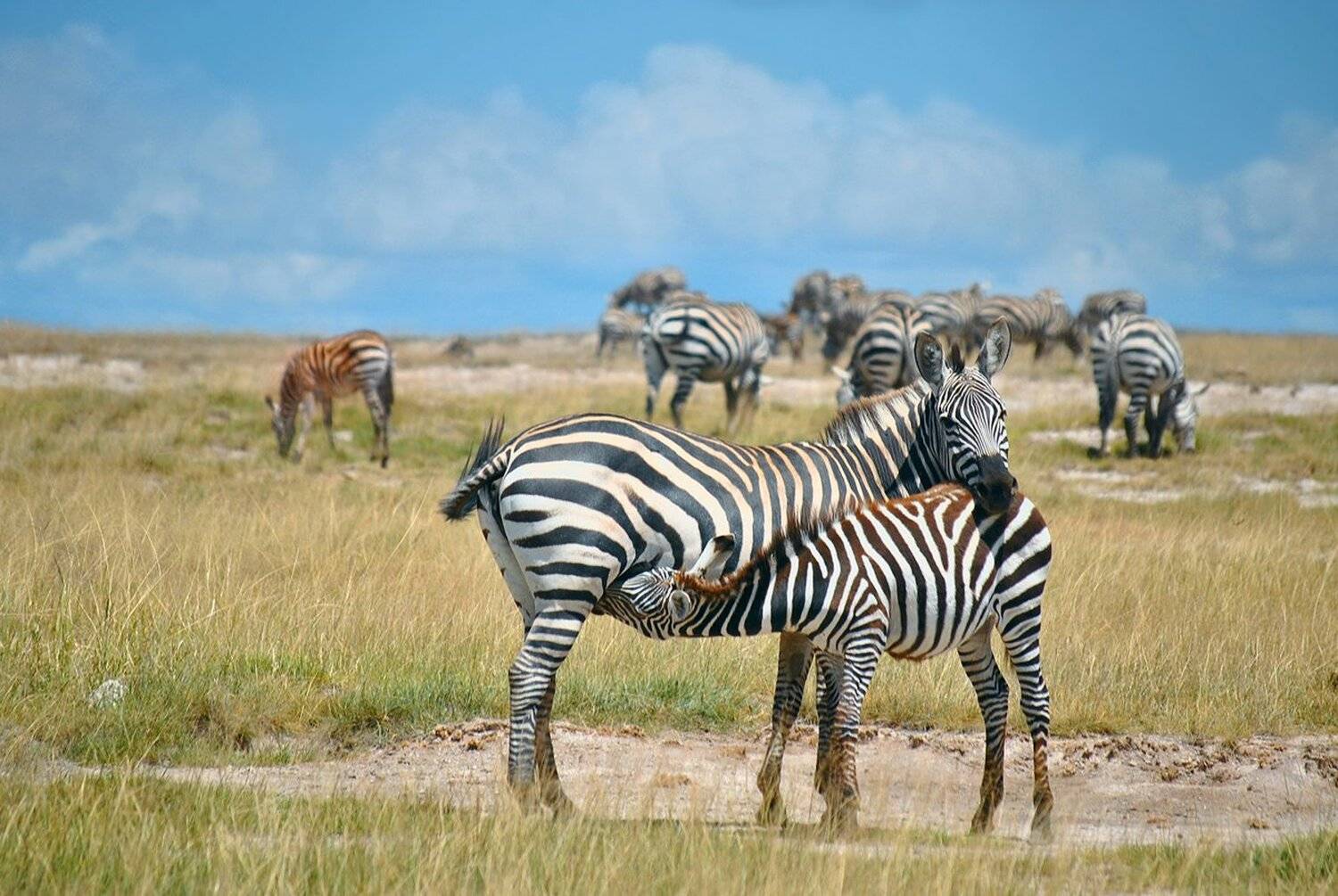 Африка, Зебры, Кения, Лошадь, Масаи мара, Саванна, Сафари, Серенгети, Танзания, Михаил Туркеев