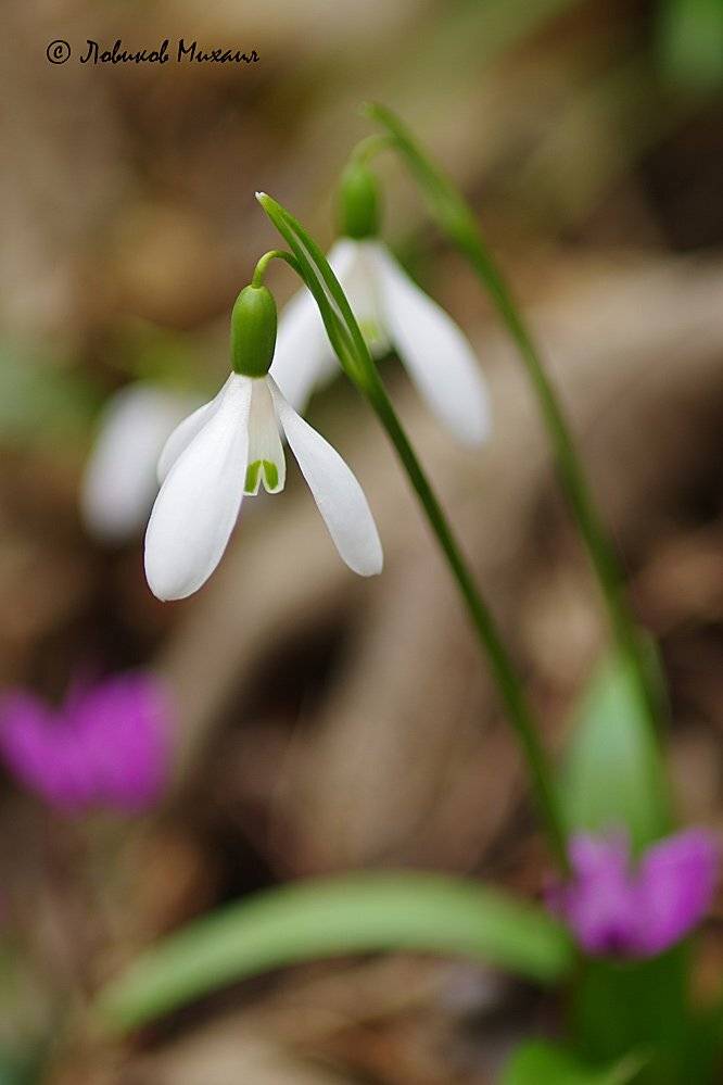 , Ловиков Михаил