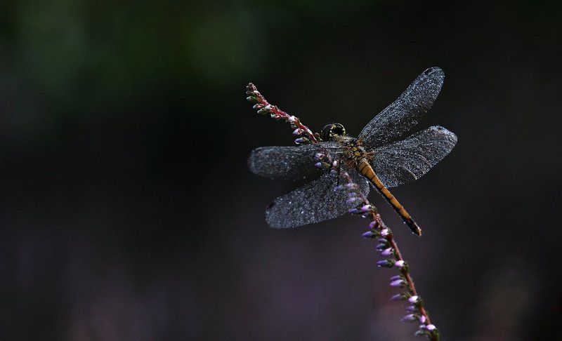 diamonds фото превью