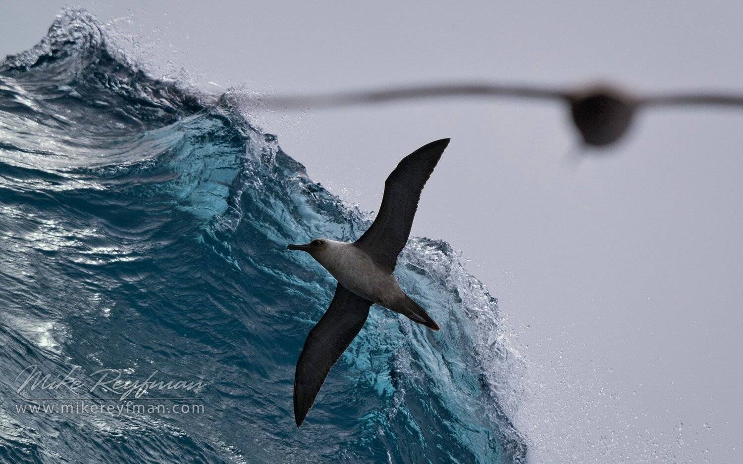 Antarctica., Drake Passage, Light-mantled Sooty Albatross, Phoebetria palpebrata, Майк Рейфман