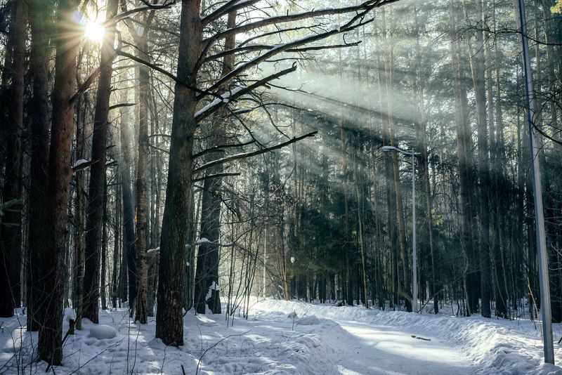 Утро в парке фото превью