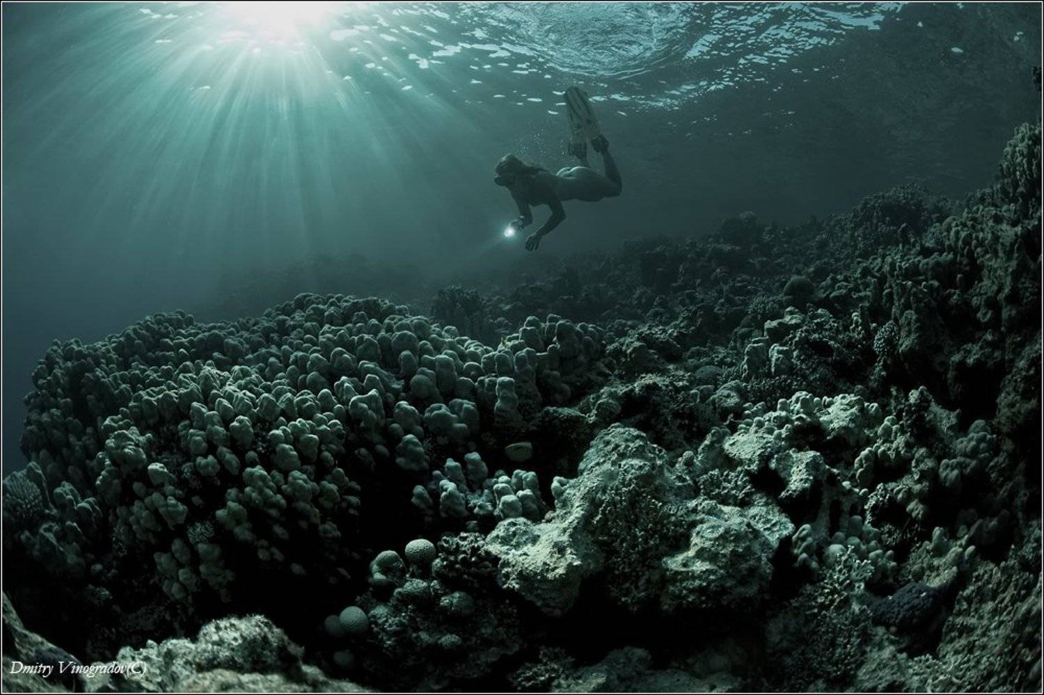 , Дмитрий Виноградов