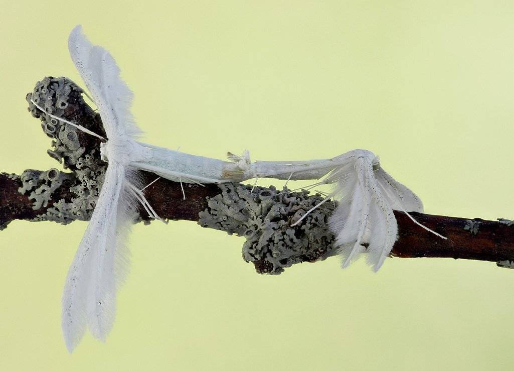 , Сергей Таланов