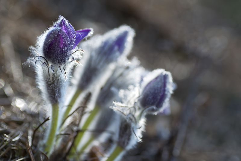 Однажды утром фото превью