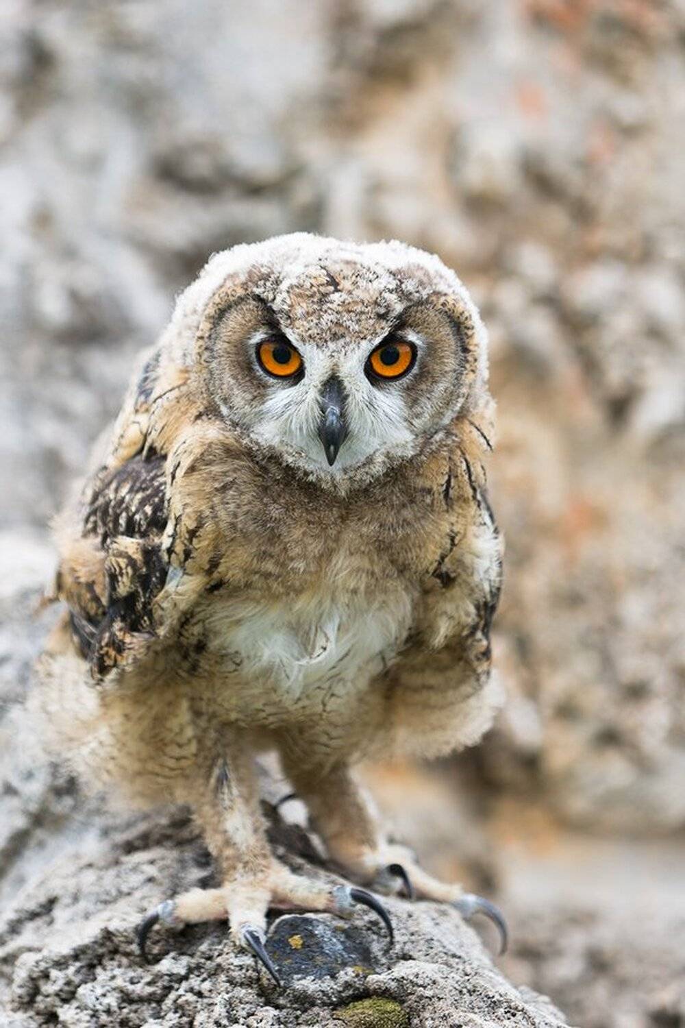 , Юрий Сорокин