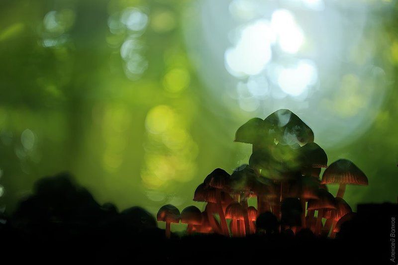 грибы, лес Эльфийские замки фото превью