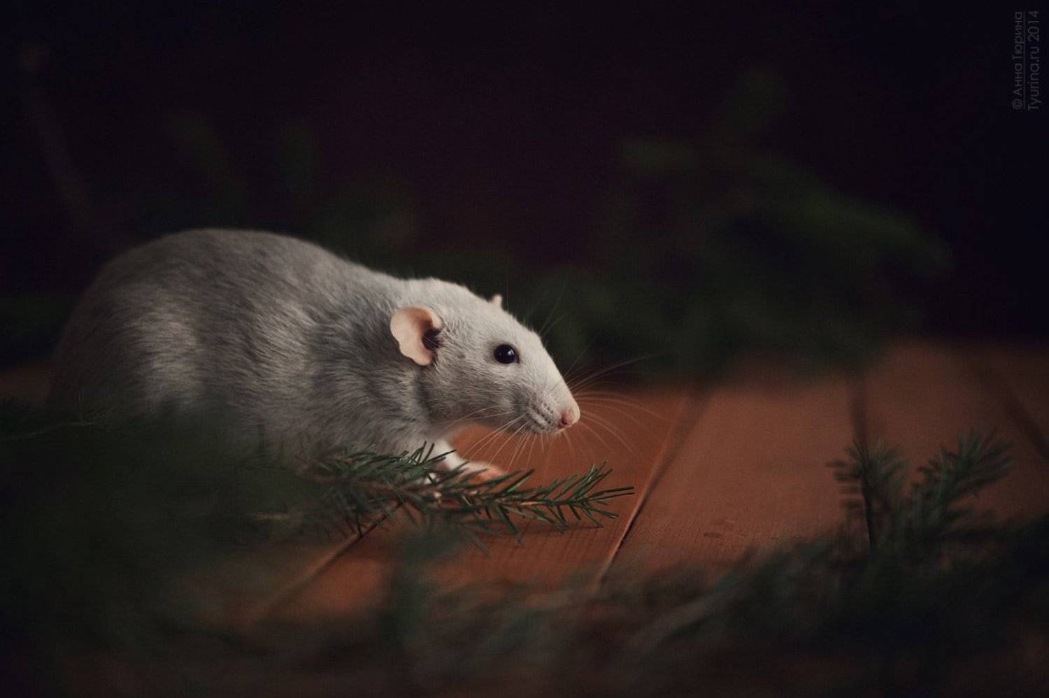 , Тюрина Анна