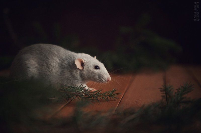 Домашний уют фото превью