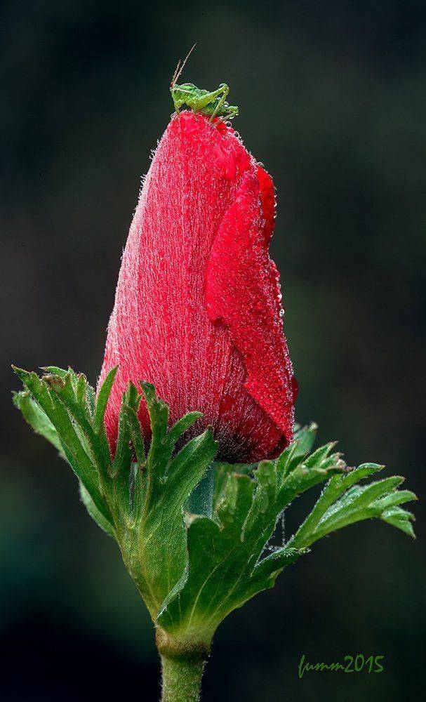 , Игорь ФУММ