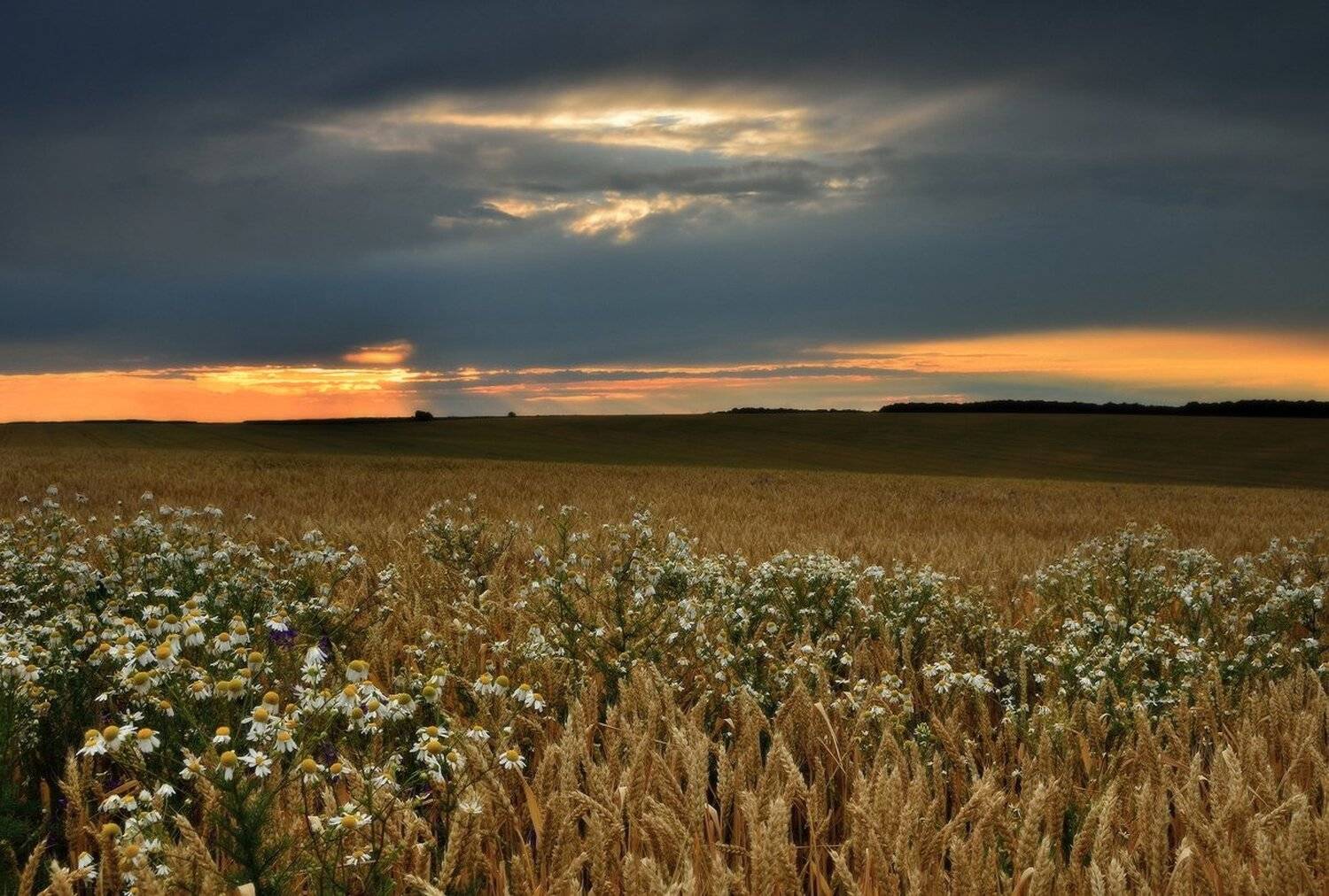 , Животков Андрей