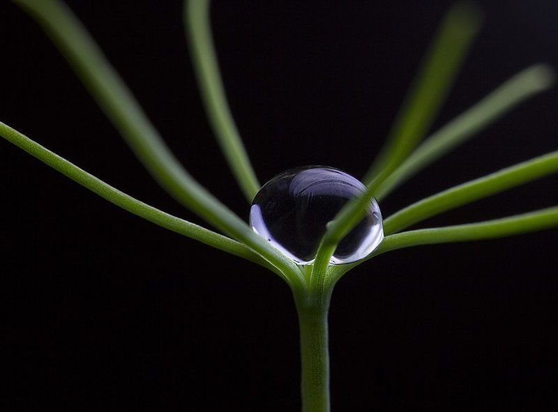 Родилась ёлочка фото превью