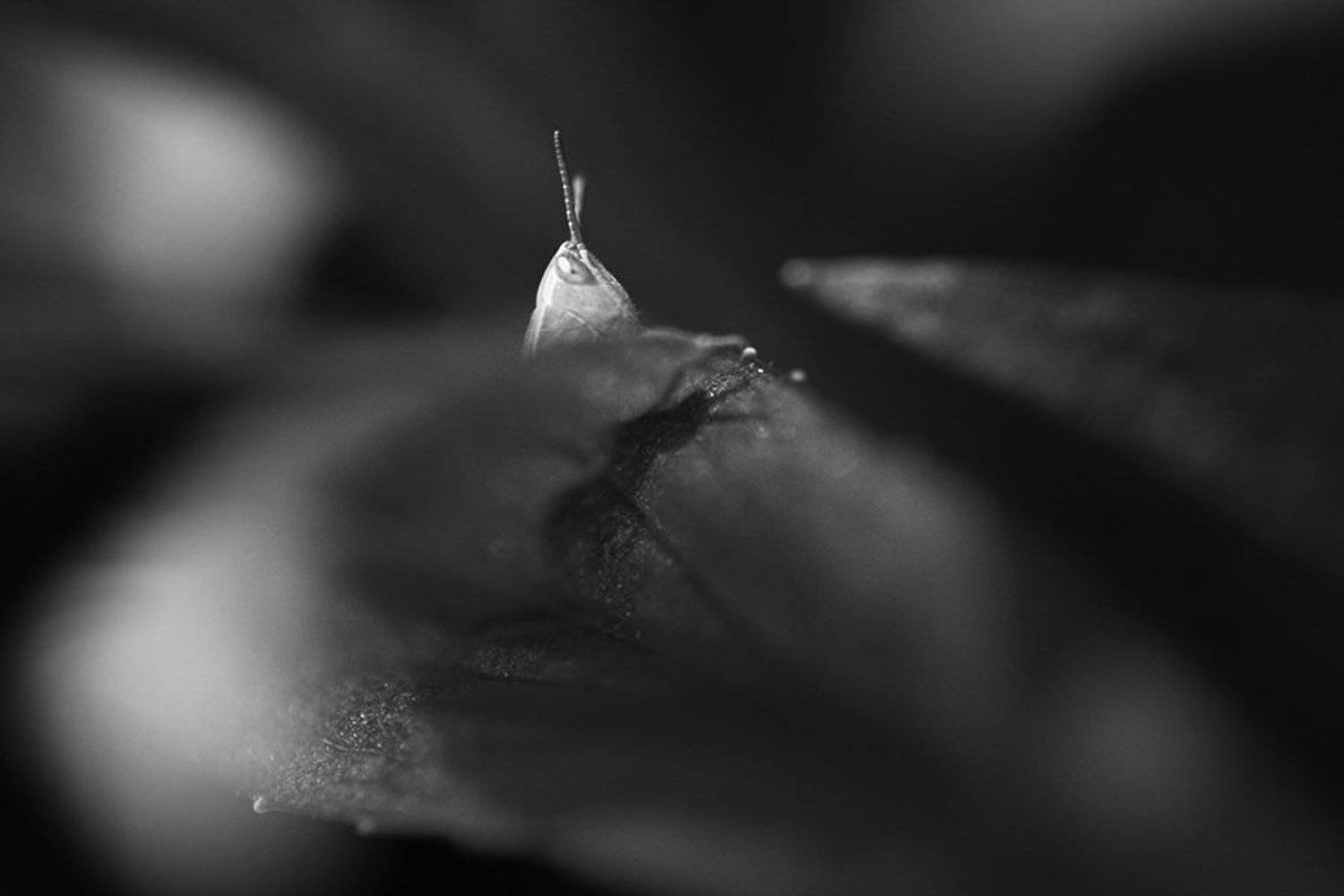 , Мира Голубь