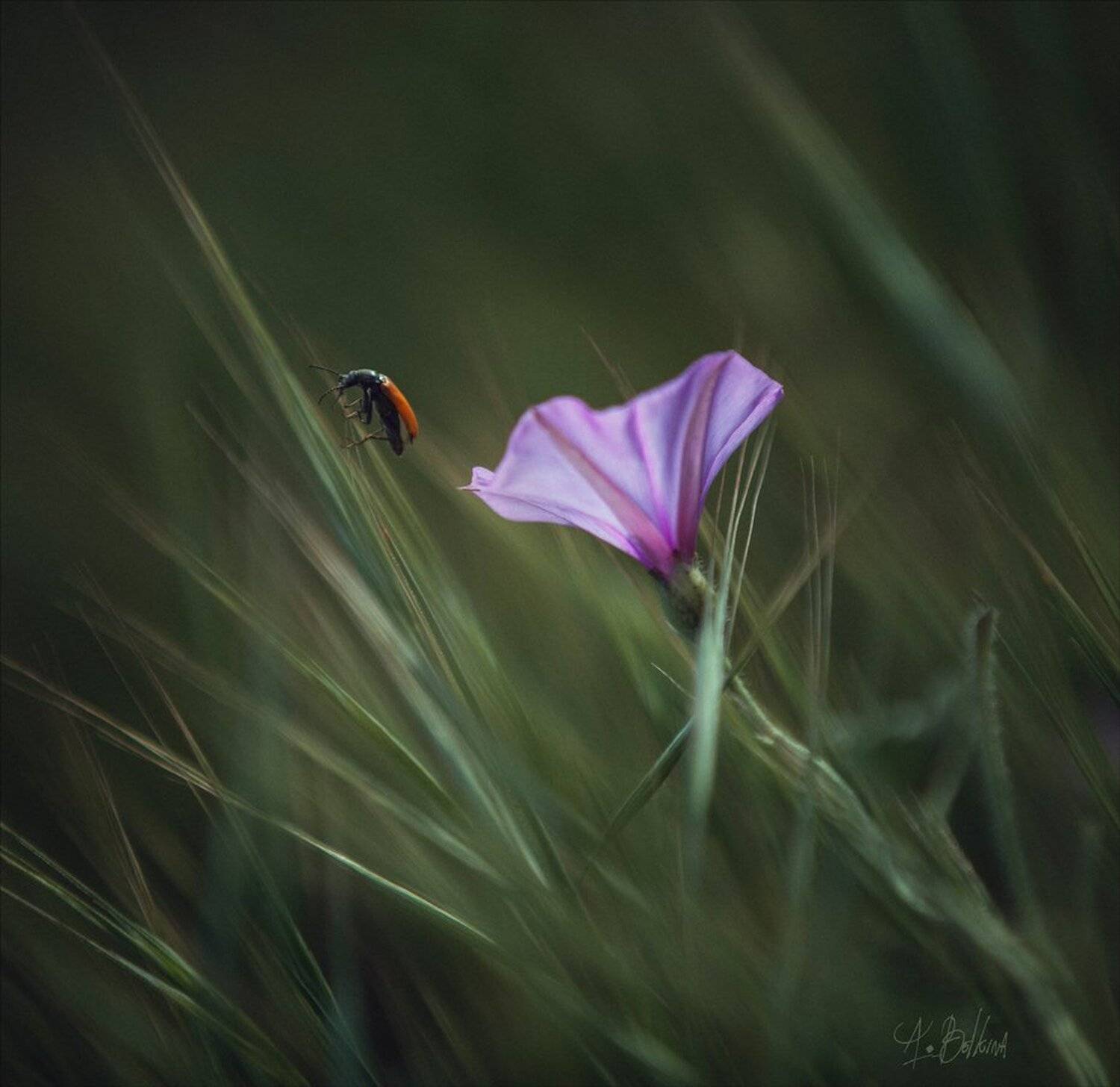 , Ариадна Белкина