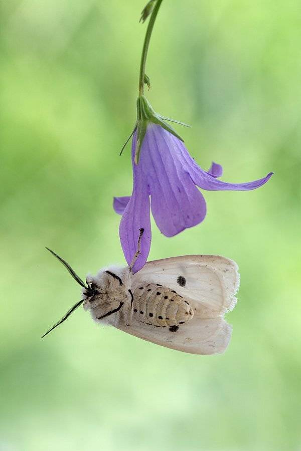 , Сергей Таланов