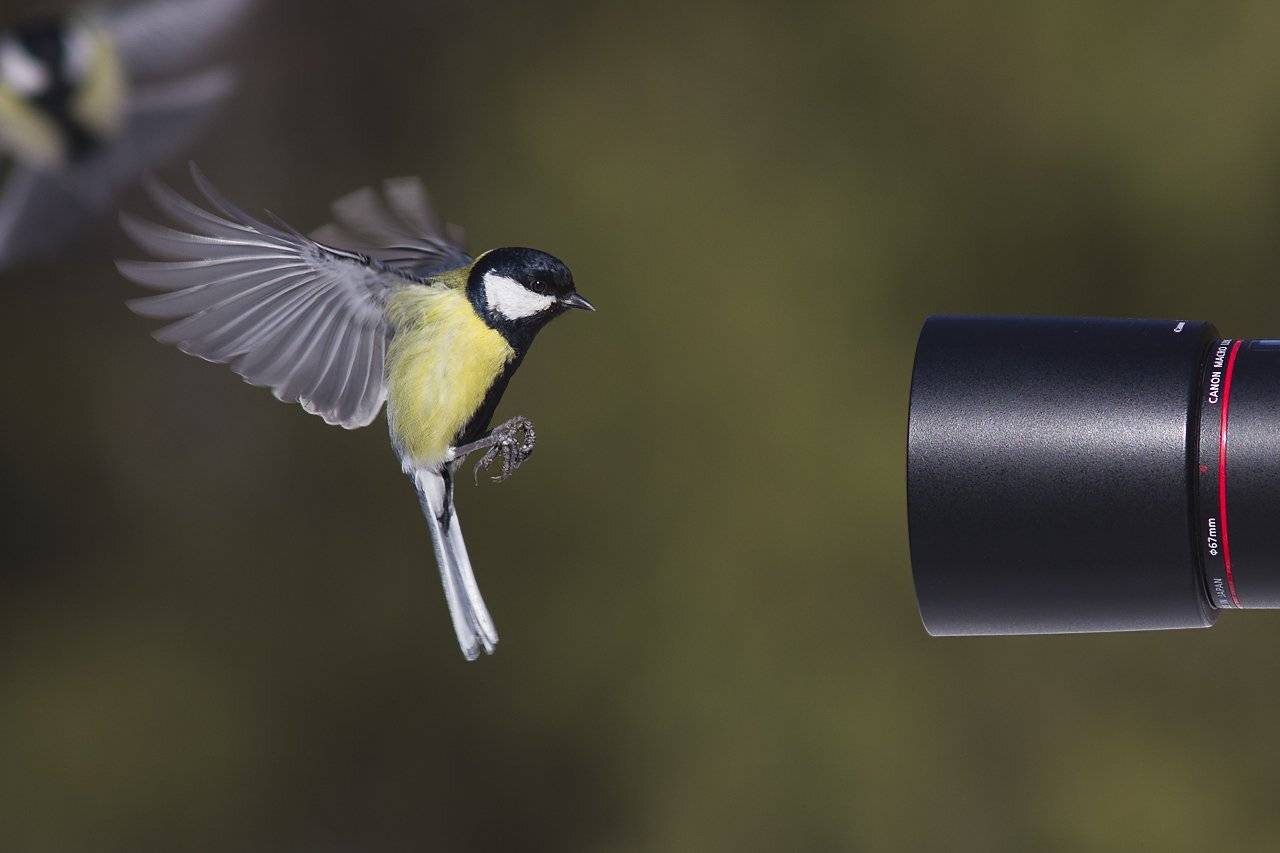 , Дмитрий Кугувалов