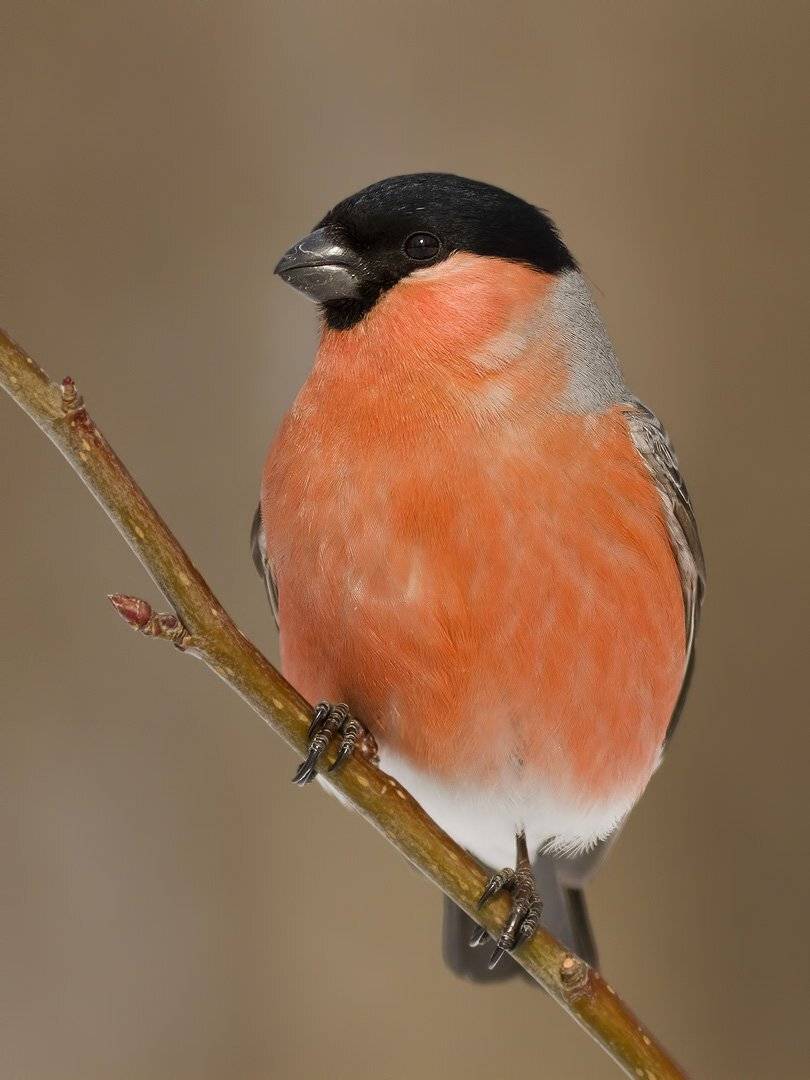 Снегирь, Ляпустин Юра