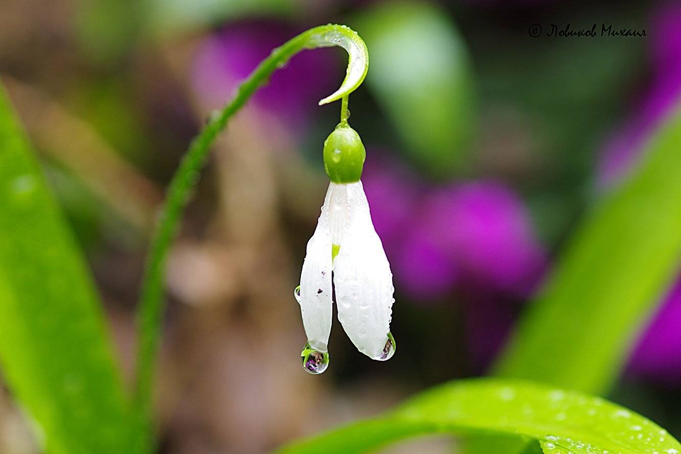 , Ловиков Михаил