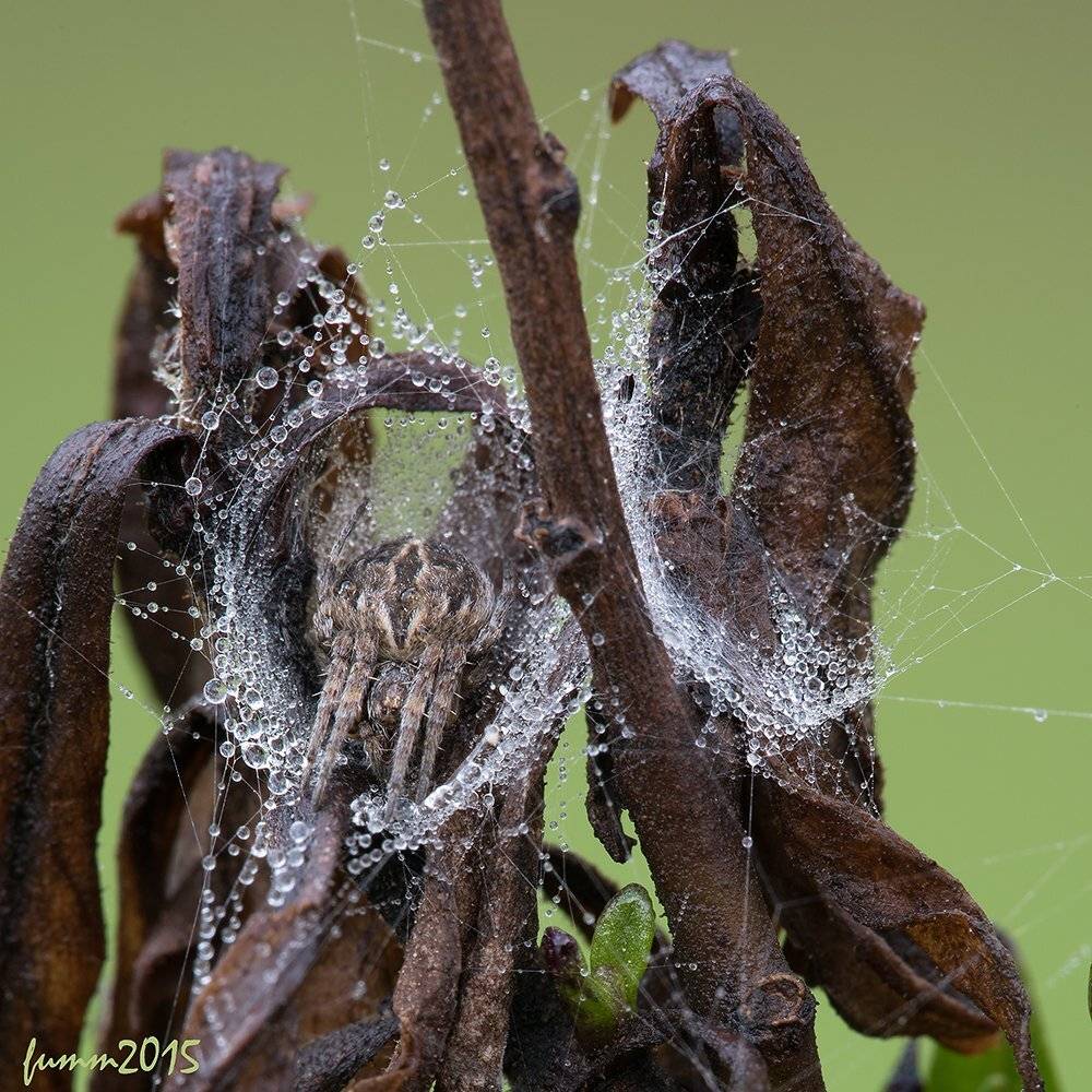 , Игорь ФУММ