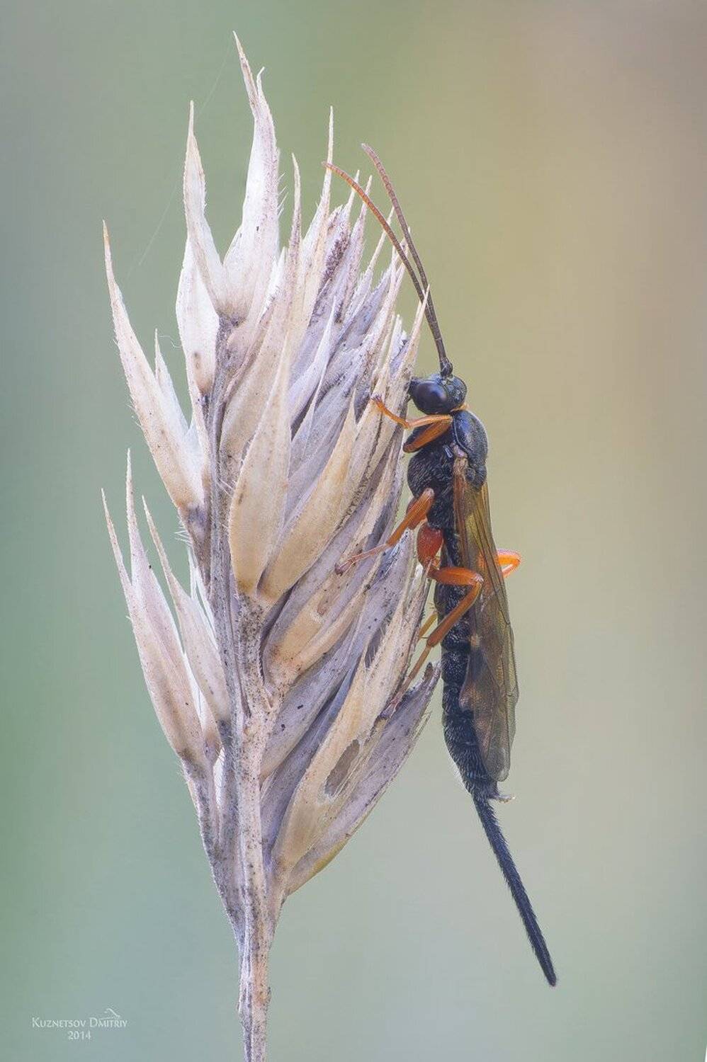 , Кузнецов Дмитрий