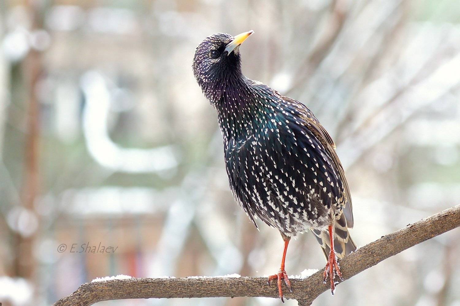 birds, european starling, sturnus vulgaris, птица, птицы, скворец, фотоохота, Евгений