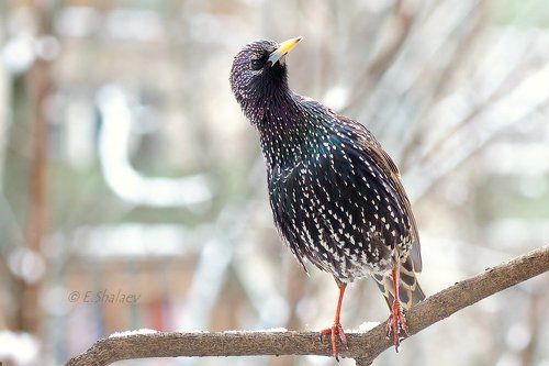 European starling,Обыкновенный скворец - Sturnus vulgaris