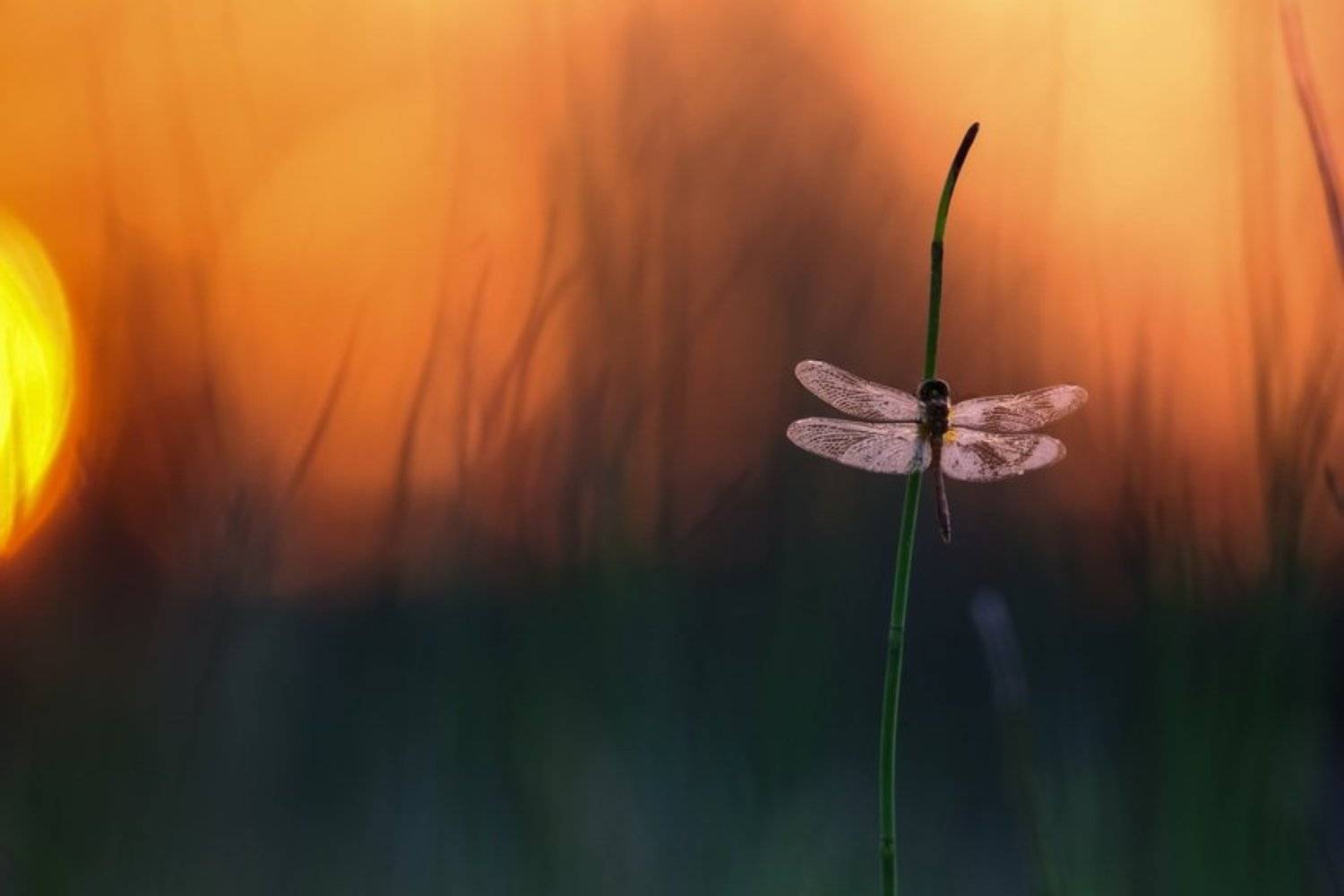 , Вячеслав Мищенко