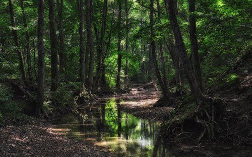В дебрях Кубанских предгорий...
