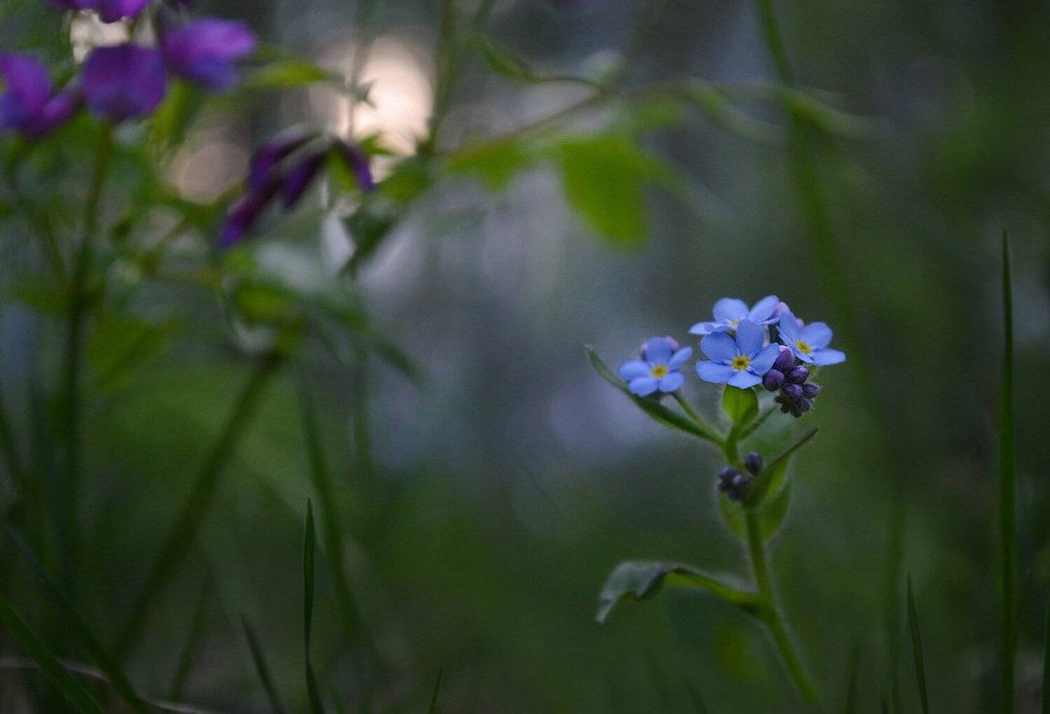 весна, вечер, лес, незабудка, трава, Irina Shapronova
