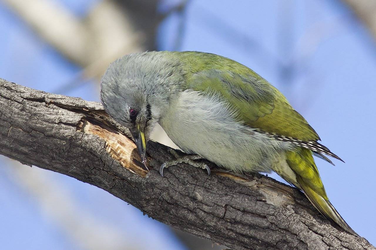 , Дмитрий Кугувалов