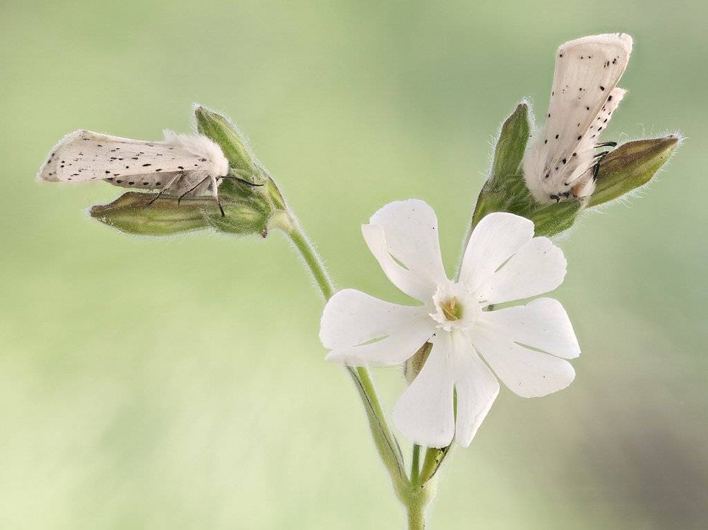 , Сергей Таланов