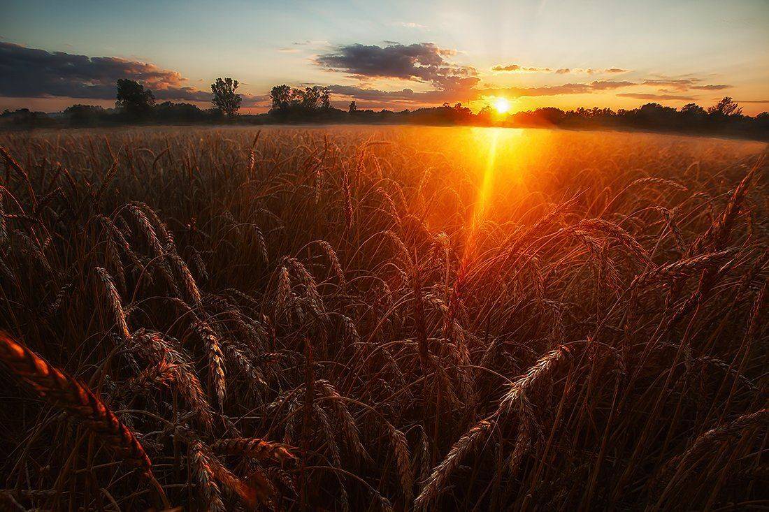 Жизнь, Закат, Лето, Пейзаж, Поле, Эстония, Kljuchenkow Aleksandr