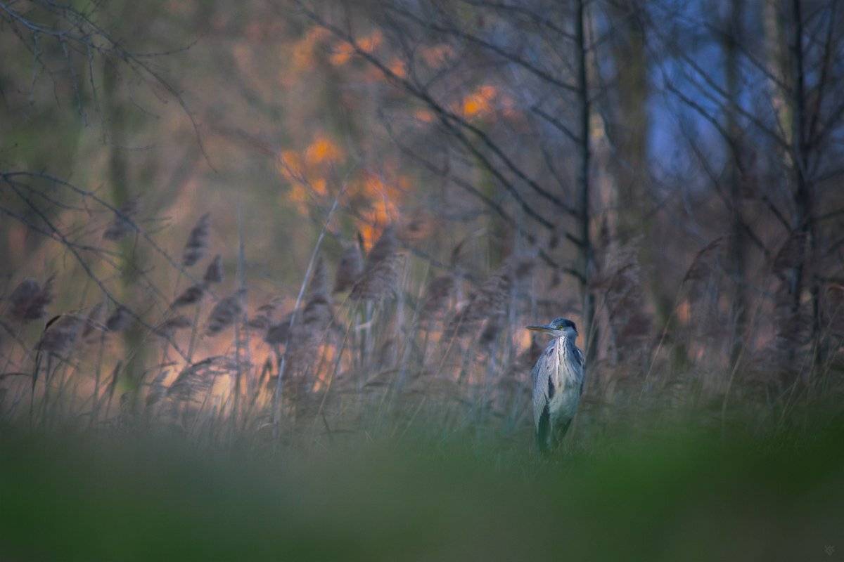 Ardea cinerea, Bird, Wildlife, Wojciech Grzanka
