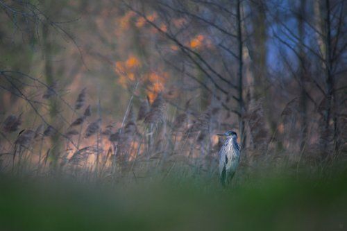 Ardea cinerea